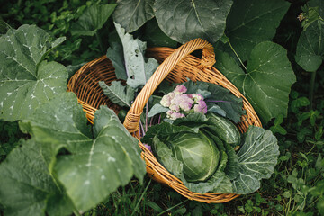Basket with cabbage, zucchini, greens close up in urban organic garden. Harvesting vegetables from raised garden bed. Homestead lifestyle and permaculture