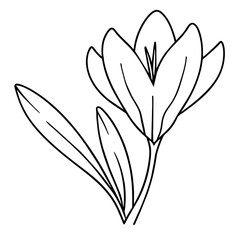 Saffron Crocus Illustration - Transparent Vector