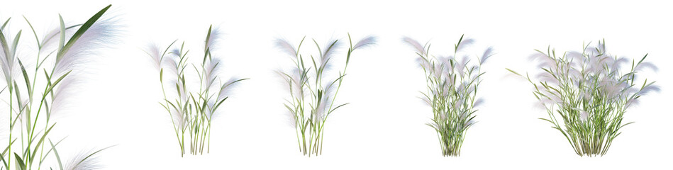 Wall Mural - set of hordeum jubatum - squirrel tail grass isolated on transparent background with selective focus
