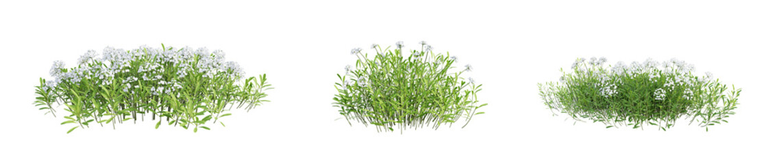 Fototapete - Iberis Sempervirens - candytuft plant isolated on transparent background. 3D render.