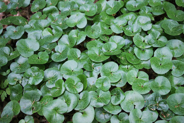 Poster - Asarum europaeum grows in the forest