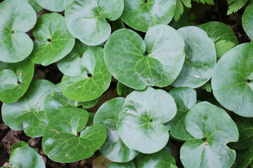 Sticker - Asarum europaeum grows in the forest