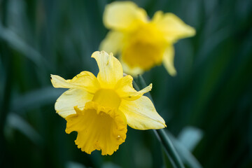 Wall Mural - early signs of spring, close up of a wild bright yellow daffodil (Narcissus) flower in bloom