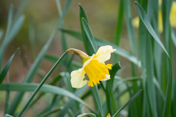 Wall Mural - early signs of spring, close up of a wild bright yellow daffodil (Narcissus) flower in bloom