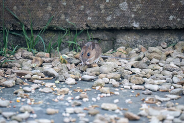 Wall Mural - a wood mouse (long tailed field, Apodemus sylvaticus) feeding in a garden patio area