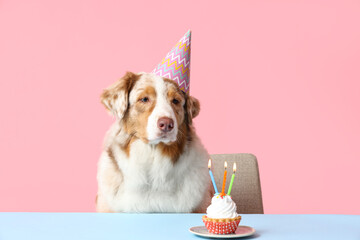 Cute Australian Shepherd dog in party hat with Birthday cake at table on pink background