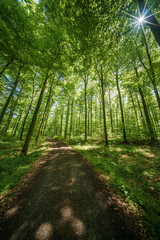 Wall Mural - observing the sun shining through the trees and a path in a lush forest, sustainability