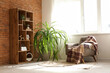 © Pixel-Shot - Houseplant near armchair and shelving unit in living room