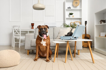 Wall Mural - Boxer dog with headphones and record player on table at home