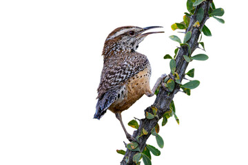 Wall Mural - Cactus Wren (Campylorhynchus brunneicapillus) Photo, Perched on an Ocotillo (Fouqieria splendent) Branch, Against a Transparent PNG Background