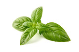 Fototapeta Na ścianę - Sweet basil herb leaves, close-up, isolated on white background. Fresh Genovese basil