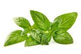 Fototapeta Na ścianę - Fresh green Basil leaves, isolated on white background