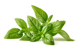 Fototapeta Na ścianę - Fresh green Basil leaves, isolated on white background