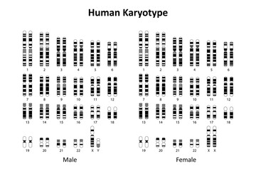 Wall Mural - Human Karyotype (male and female)	