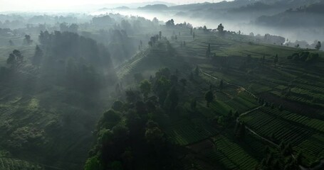 Wall Mural - Aerial view of tea farm landscape in China