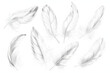© john - beautiful collection sketching white feather isolated on white background AI