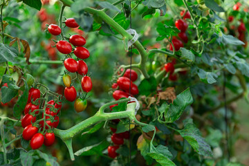 Wall Mural - Red organic grape tomatoes ripening on bushes in greenhouse. Growing of industrial vegetable cultivars..