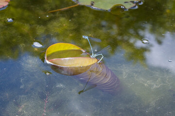 Wall Mural - Hufeisen-Azurjungfer (Coenagrion puella) bei der Eiablage