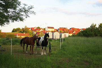 Summer evening, sunset, two adult horses in a fence.