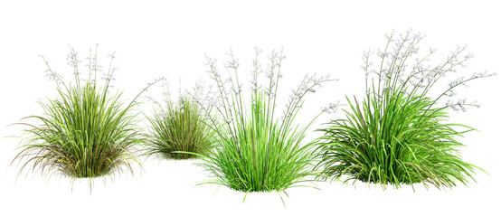 Fototapete - Set of Liberta Formosa - Chilean Iris plant isolated on transparent background. 3D render.