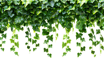 Green leaves Javanese treebine or Grape ivy. Jungle vine hanging ivy plant bush isolated on a white background
