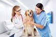 © BillionPhotos.com - Veterinarians doctors examination a dog in a modern veterinary clinic.