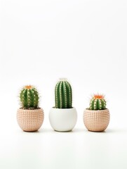 Wall Mural - Three cacti are in white and pink pots. The cacti are in a row, with the tallest one in the middle. The pots are arranged in a way that creates a sense of balance and harmony
