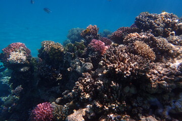 Sticker - nice coral reef in the Egypt, Safaga