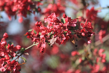 Sticker - red japanese cherry flowers