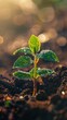 © Watchara - A young seedling emerges from the rich, dark soil, bathed in the light of the morning sun. Dewdrops glisten on the leaves, symbolizing new growth and fresh beginnings in a serene natural setting.