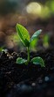 © Watchara - A young seedling emerges from the rich, dark soil, bathed in the light of the morning sun. Dewdrops glisten on the leaves, symbolizing new growth and fresh beginnings in a serene natural setting.