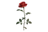 Red rose with leaves Isolated on transparent background