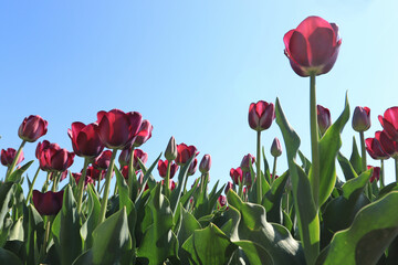 Wall Mural - Tulips in a field