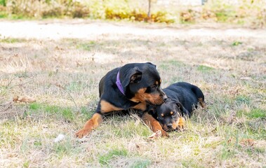 Two Rottweilers bonding in grassy outdoor setting