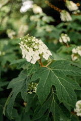 Wall Mural - Close-up of a white hydrangea flower with green leaves