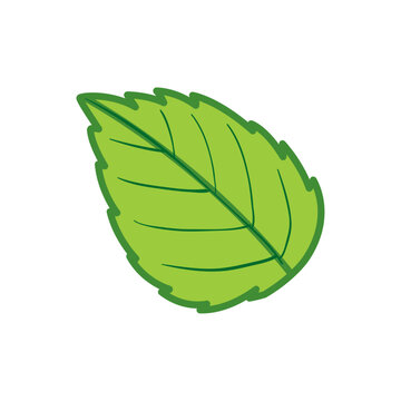 Botany green leaf icon Cartoon of botany green leaf on white