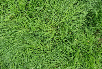 Poster - green meadow background top view