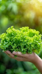 Wall Mural - Hand holding fresh lettuce with selective assortment on blurred background for text placement