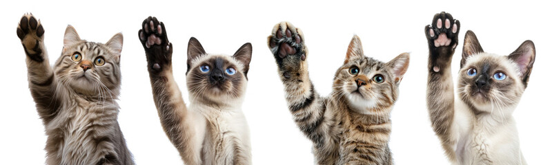 Canvas Print - Cats giving high five png on transparent background