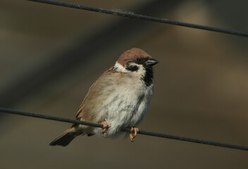 Poster - A rare Tree Sparrow, Passer montanus, perching on a wire.