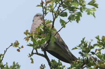 Poster - An endangered Turtle Dove, Streptopelia turtur, perching at the top of a Hawthorn tree in springtime