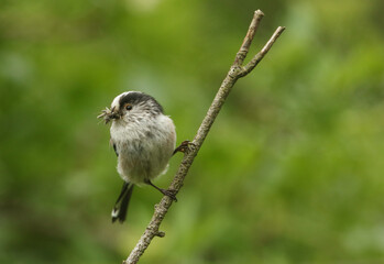 Wall Mural - a long-tailed tit , aegithalos caudatus, perched on a branch of a tree in springtime, with a beak fu