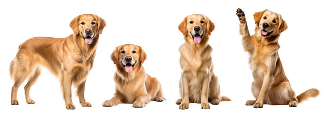 golden retriever png element set on transparent background