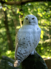 Wall Mural - A Snowy Owl, Nyctea scandiaca, sits on a log and looks around