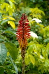 Wall Mural - Vibrant torch lily blossoming against a lush green background of foliage and vegetation