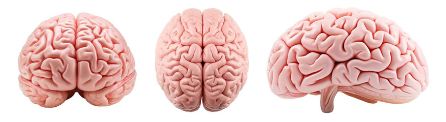 Wall Mural - human brain png element set on transparent background