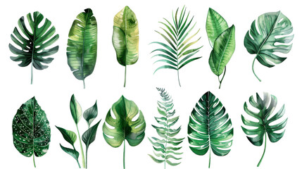 Wall Mural - Set Floral Foliage, Tropical Leaves Isolated on Transparent Background, PNG, Cut Out.