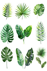 Wall Mural - Set Floral Foliage, Tropical Leaves Isolated on Transparent Background, PNG, Cut Out.