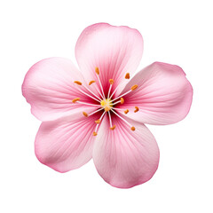 Poster - Beautiful Flower Isolated on Transparent Background, PNG, Cut Out.