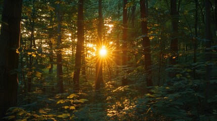 Sticker - Sunlight shining through dense forest trees, ideal for nature backgrounds